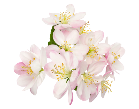 captivating display of delicate pink and white apple blossoms, perfect for conveying springtime elegance and natural beauty in various design applications and visual projects