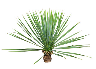 ユッカロストラータ　樹高90cm