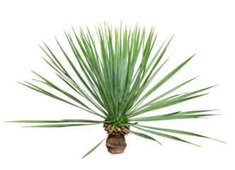 ユッカロストラータ　樹高90cm