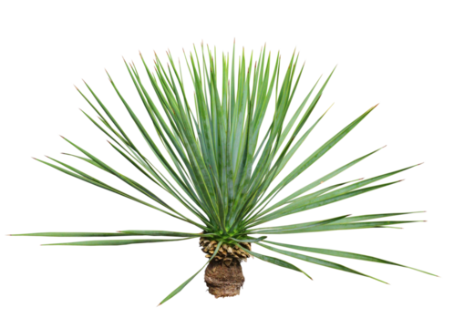 ユッカロストラータ　樹高90cm