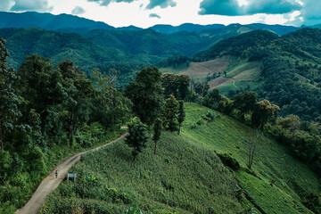 The beautiful landscape of green rice terraces in Bali, Indonesia, and rice fields in Thailand showcases stunning Asian nature and agriculture