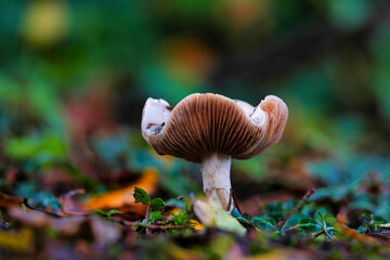 mushroom in the forest