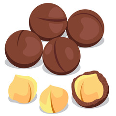 macadamia nuts, Roasted Macadamia nut vector drawing.