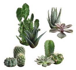 varied succulent and cactus assortment showcasing diverse forms, textures, and botanical elegance...