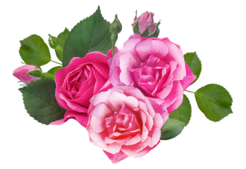 romantic pink rose bouquet exuding timeless elegance, soft beauty, and captivating floral charm ideal for wedding designs, heartfelt messages, and aesthetic projects
