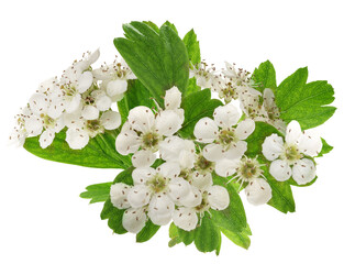 hawthorn branch bursting with fresh white blossoms and vibrant green leaves conveys natural beauty and serene spring energy, ideal for botany projects