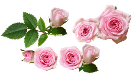 elegant pale pink roses conveying romantic sentiments, perfect for wedding invitations or delicate floral designs, capturing tenderness and affection