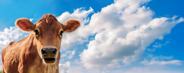 Panoramic view of brown cow with cute eyes against blue sky with clouds, close-up, looking at camera. Banner