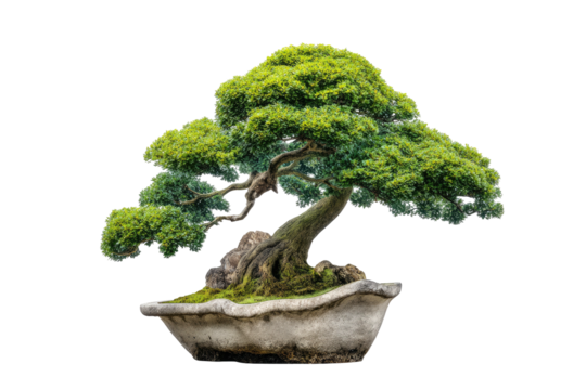 Mature, lush green bonsai tree with gnarled trunk in a stone pot