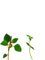 Isolated Amaranth and Wild Plant Stems