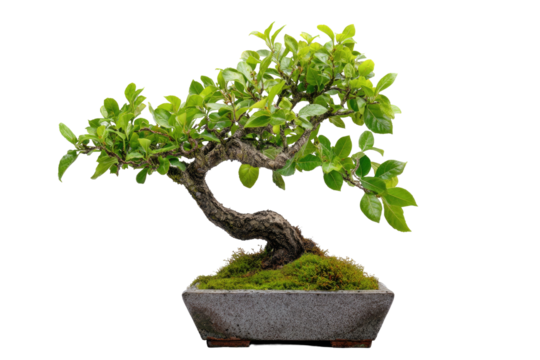 Green leafy bonsai tree in a stone pot with moss