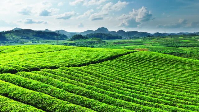 Beautiful green tea plantation with rolling hills and mountains in the background.
