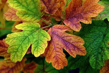 Vibrant Oak Leaf Hydrangea Amidst Autumn Foliage, Celebrating Nature's Palette in the Midwest