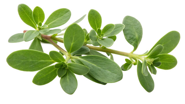 Portulaca oleracea leaves portrayed realistically cut out on PNG. AI GENERATED.
