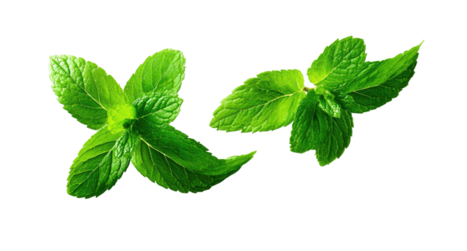 Fresh green herb sprigs on a black background