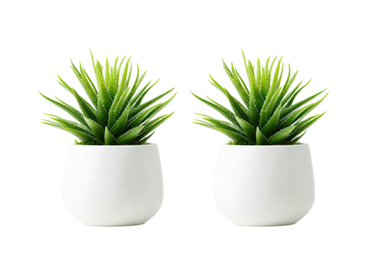 Two small, bright green succulent plants in white pots