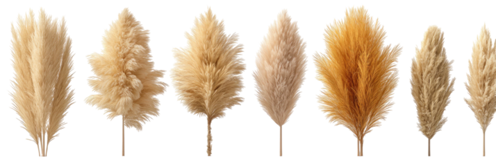 Assortment of dried feathery grass plumes in varying light brown shades