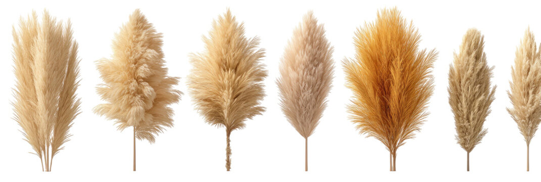 Assortment of dried feathery grass plumes in varying light brown shades