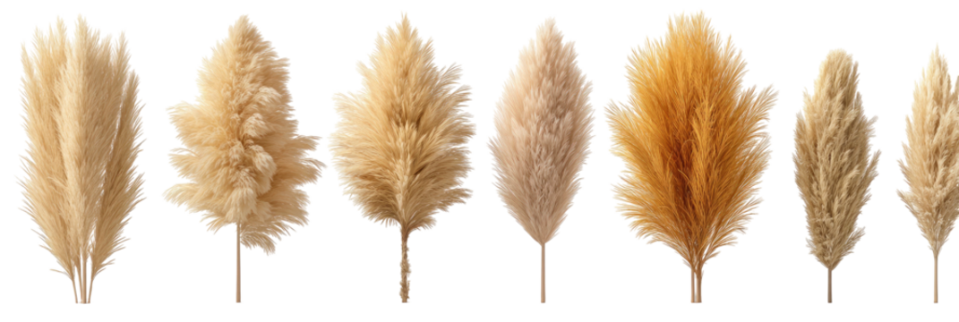 Assortment of dried feathery grass plumes in varying light brown shades