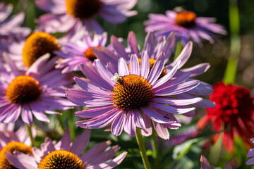 Obraz premium Echinacea purpurea or purple coneflower in garden