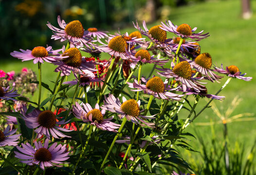 Echinacea purpurea or purple coneflower in garden - Powered by Adobe