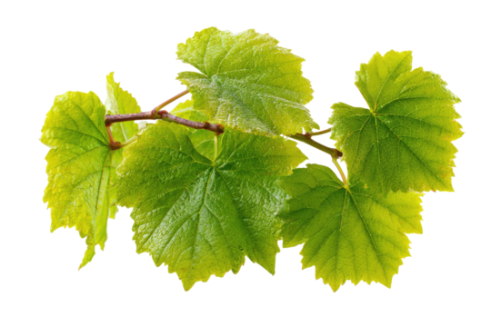 Green vine leaves with delicate veins on a dark background