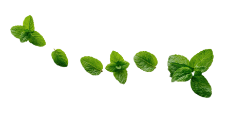 Fresh green leaves arranged in a scattered, curved line