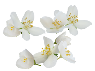 delicate jasmine flowers isolated enhancing botanical themes for fragrance marketing and natural skincare promotional visuals
