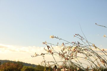 Fototapeta premium Delicate wildflowers with thin stems against a clear blue sky, creating a light and airy nature background.