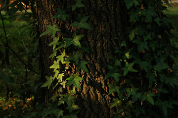 Green ivy climbing on rough tree bark in warm forest light.