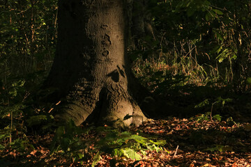 Large tree trunk illuminated by warm sunlight with detailed bark texture and forest background.