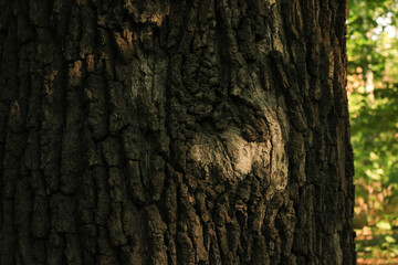 Tree bark illuminated by soft warm light creating a detailed organic pattern.