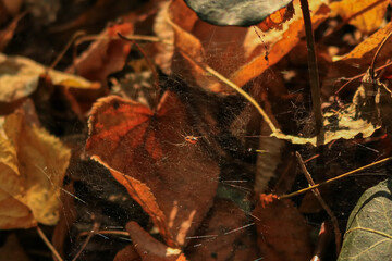 Dry autumn leaves with delicate spiderwebs highlighted by warm, moody forest light.red maple leaf