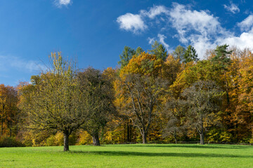 Fototapeta premium Wiese vor Herbstwald