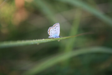 a small butterfly on the grass