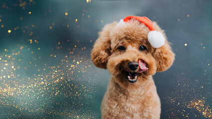 Close-up small ginger poodle dog in a Santa cap on a blue-green background. Pet's portrait....