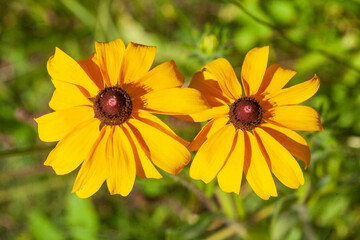 Blühender Gelber Sonnenhut, Blumen, Deutschland