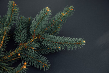 New Year, Christmas background. Branches of a green Christmas tree on a black background. Top view