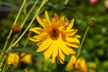 Blühender Gelber Sonnenhut, Blumen, Deutschland
