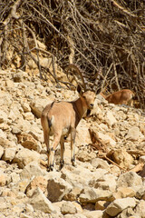 Male Nubian ibex standing on rocky terrain in the Judean Desert.