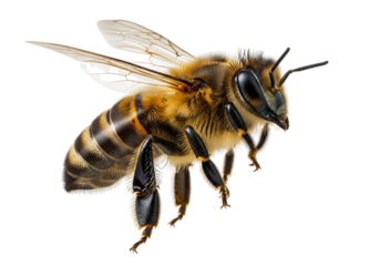 Highly Detailed Realistic European Honey Bee with Yellow and Black Stripes and Fuzzy Body in a Dynamic Hovering Pose, a Vital Pollinator, isolated on transparent background.