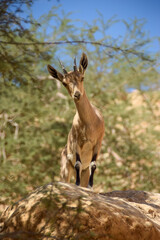 Curious Nubian ibex standing on a rock in the Judean Desert.