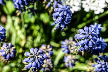 Fototapeta premium blume pflanze natur lila