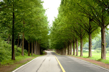 Metasequoia Tree Road