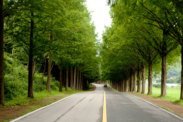 Metasequoia Tree Road