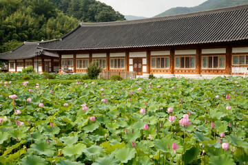 temple and lotus flowers
