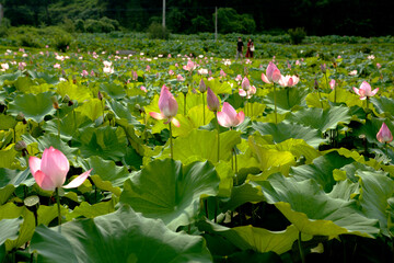 a place full of lotus flowers