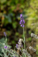 blume pflanze natur lila