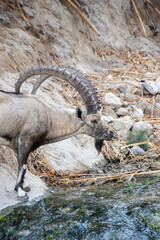 Nubian ibex standing by a desert stream