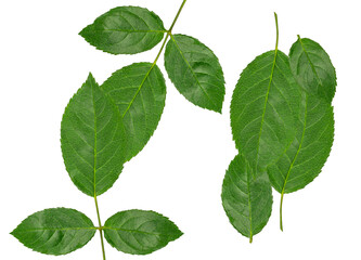 lush green leaves providing a sense of vitality, freshness, and natural beauty, perfect for botanical, environmental, and wellness themed projects